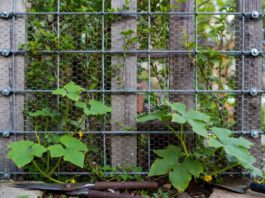 Wire Trellis for Climbing Plants: DIY, Chicken Wire & Kits Wire trellis for climbing plants with stainless cable, chicken wire, wall anchors, jasmine vines, cucumbers, and garden tools