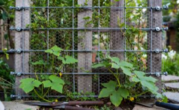 Wire Trellis for Climbing Plants: DIY, Chicken Wire & Kits Wire trellis for climbing plants with stainless cable, chicken wire, wall anchors, jasmine vines, cucumbers, and garden tools
