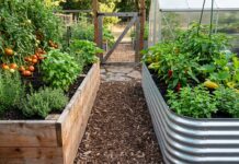 Cedar vs Metal Raised Garden Beds: Which Is Better for Vegetables? Cedar and galvanized metal raised garden beds side by side in a vegetable garden with herbs, tomatoes, and rich soil