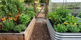 Cedar vs Metal Raised Garden Beds: Which Is Better for Vegetables? Cedar and galvanized metal raised garden beds side by side in a vegetable garden with herbs, tomatoes, and rich soil