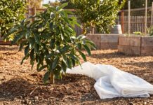 Cold Hardy Avocado Tree: Best Varieties, Growing Zones, Care & Mistakes Cold hardy avocado tree growing in a sunny home garden with mulch and frost protection nearby