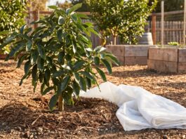 Cold Hardy Avocado Tree: Best Varieties, Growing Zones, Care & Mistakes Cold hardy avocado tree growing in a sunny home garden with mulch and frost protection nearby