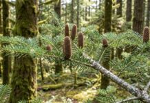 Fir Tree: Types, Identification, Care & Fir vs Spruce vs Pine Fir tree branch with soft flat needles and upright cones in an evergreen forest