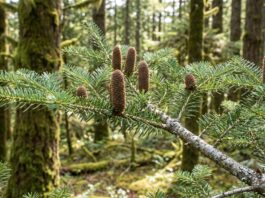 Fir Tree: Types, Identification, Care & Fir vs Spruce vs Pine Fir tree branch with soft flat needles and upright cones in an evergreen forest