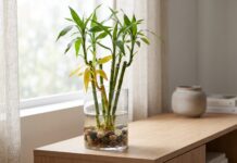 How to Cure Yellowing Lucky Bamboo: 7 Fixes Yellowing lucky bamboo leaves in a glass vase with clean water and pebbles