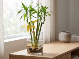 How to Cure Yellowing Lucky Bamboo: 7 Fixes Yellowing lucky bamboo leaves in a glass vase with clean water and pebbles