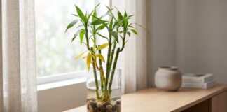 How to Cure Yellowing Lucky Bamboo: 7 Fixes Yellowing lucky bamboo leaves in a glass vase with clean water and pebbles
