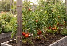 Indeterminate Tomatoes: Best Varieties, Pruning, Support & Growing Tips Indeterminate tomato plants growing on tall supports with ripe tomatoes in a vegetable garden