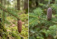 Spruce vs Fir: Needles, Cones, Bark, Shape & Christmas Tree Differences Spruce and fir branches compared by needles and cones