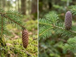 Spruce vs Fir: Needles, Cones, Bark, Shape & Christmas Tree Differences Spruce and fir branches compared by needles and cones