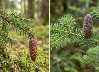 Spruce vs Fir: Needles, Cones, Bark, Shape & Christmas Tree Differences Spruce and fir branches compared by needles and cones