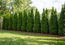 Emerald Green Arborvitae: Growth Rate, Spacing, Size & Care Emerald Green arborvitae privacy hedge showing mature spacing, height, and dense evergreen foliage