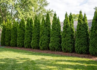 Emerald Green Arborvitae: Growth Rate, Spacing, Size & Care Emerald Green arborvitae privacy hedge showing mature spacing, height, and dense evergreen foliage